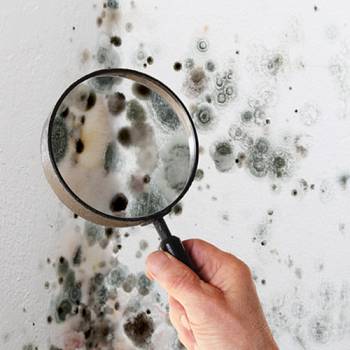 Signs of Mold in Your House