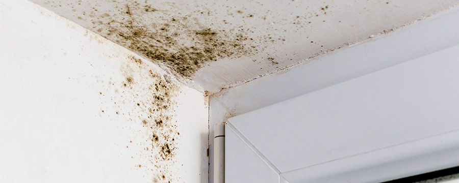 home mold can make you sick?