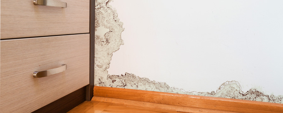 Commercial Mold Remediation
