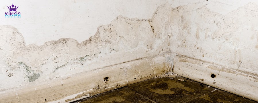 Mold-Cause-Structural-Damage