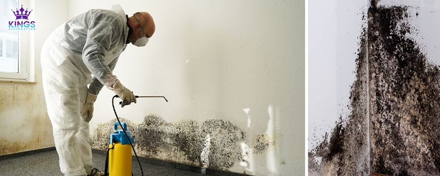 mold remediation company